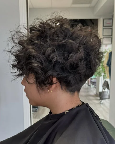 Stacked Blonde Pixie Bob (Rear View)